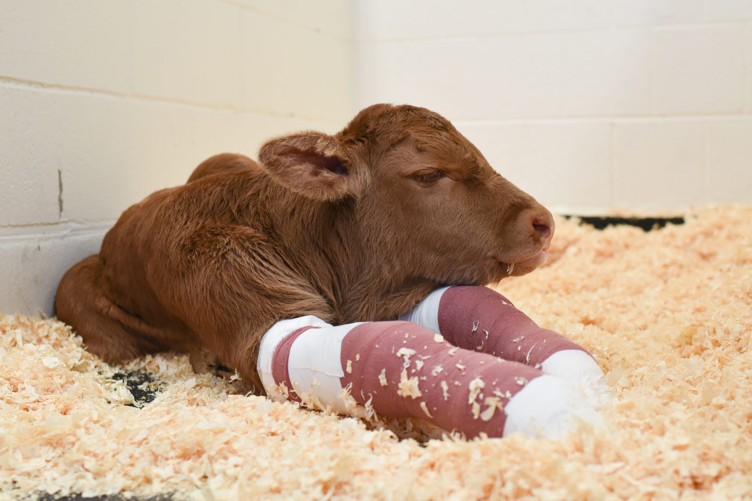 Howard calf with front legs bandaged