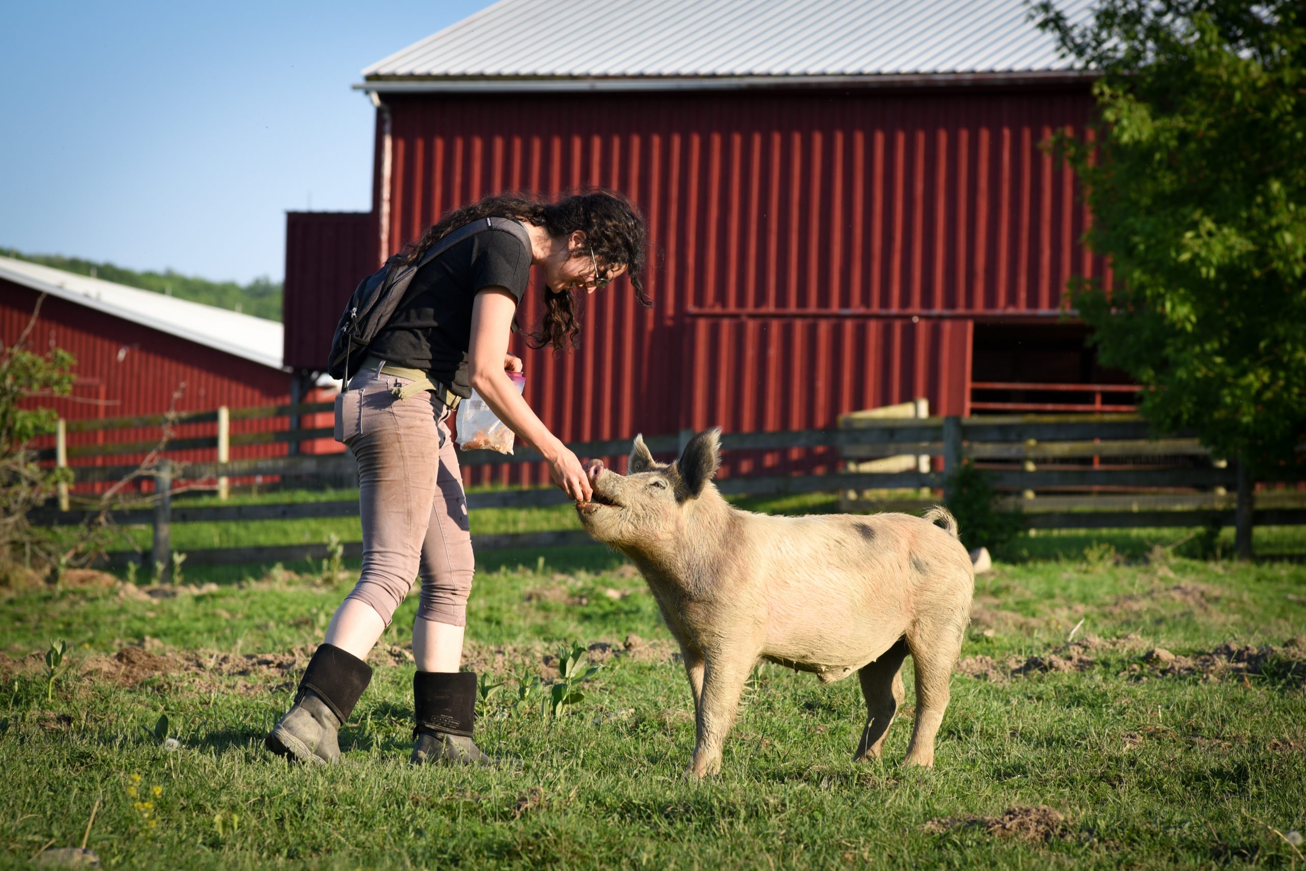 Vertical explainer photo 1 - Caregiver giving a snack to a pig at Farm Sanctuary.