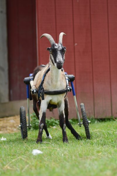 Benedict at Farm Sanctuary