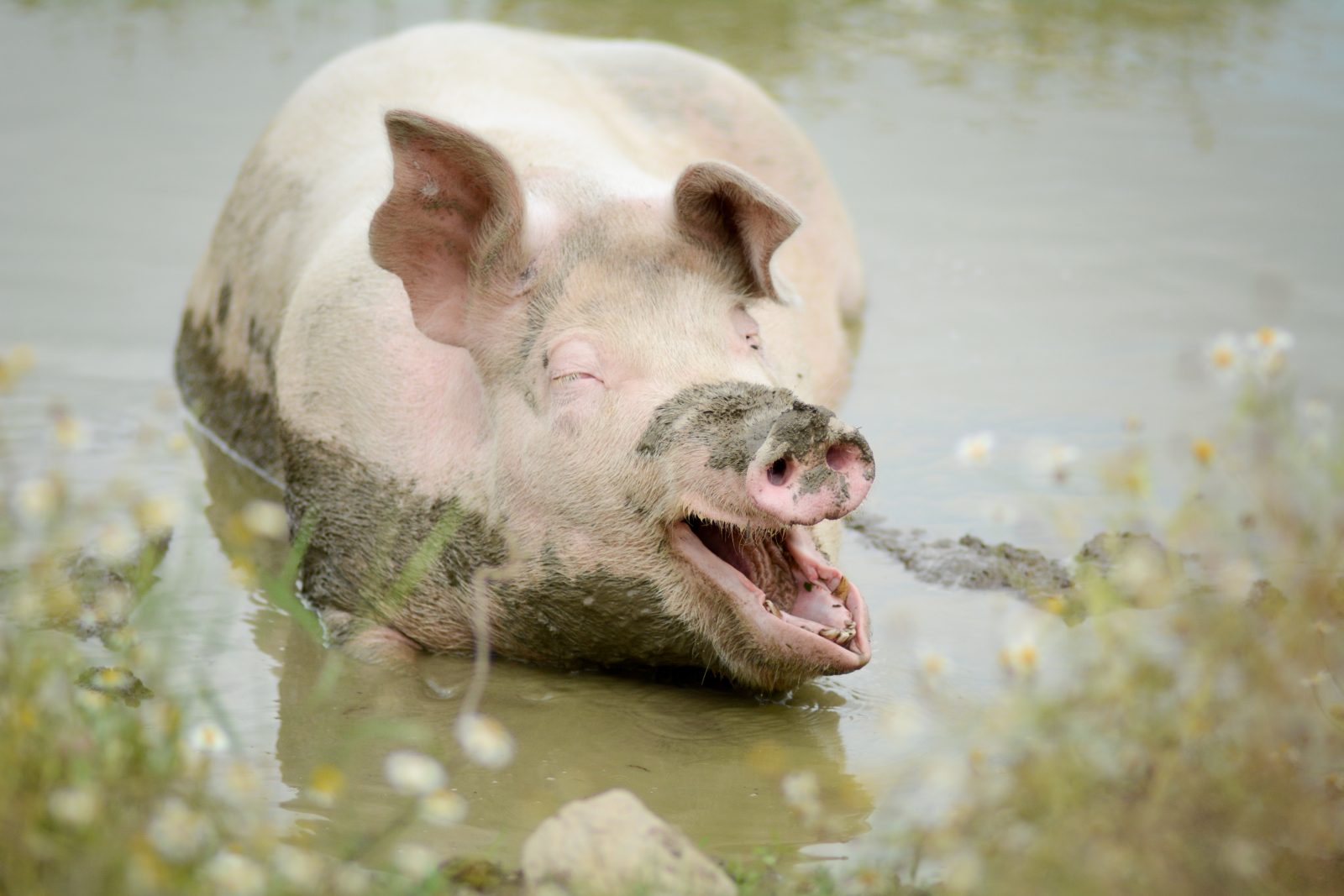 Mia pig in the mud at Farm Sanctuary