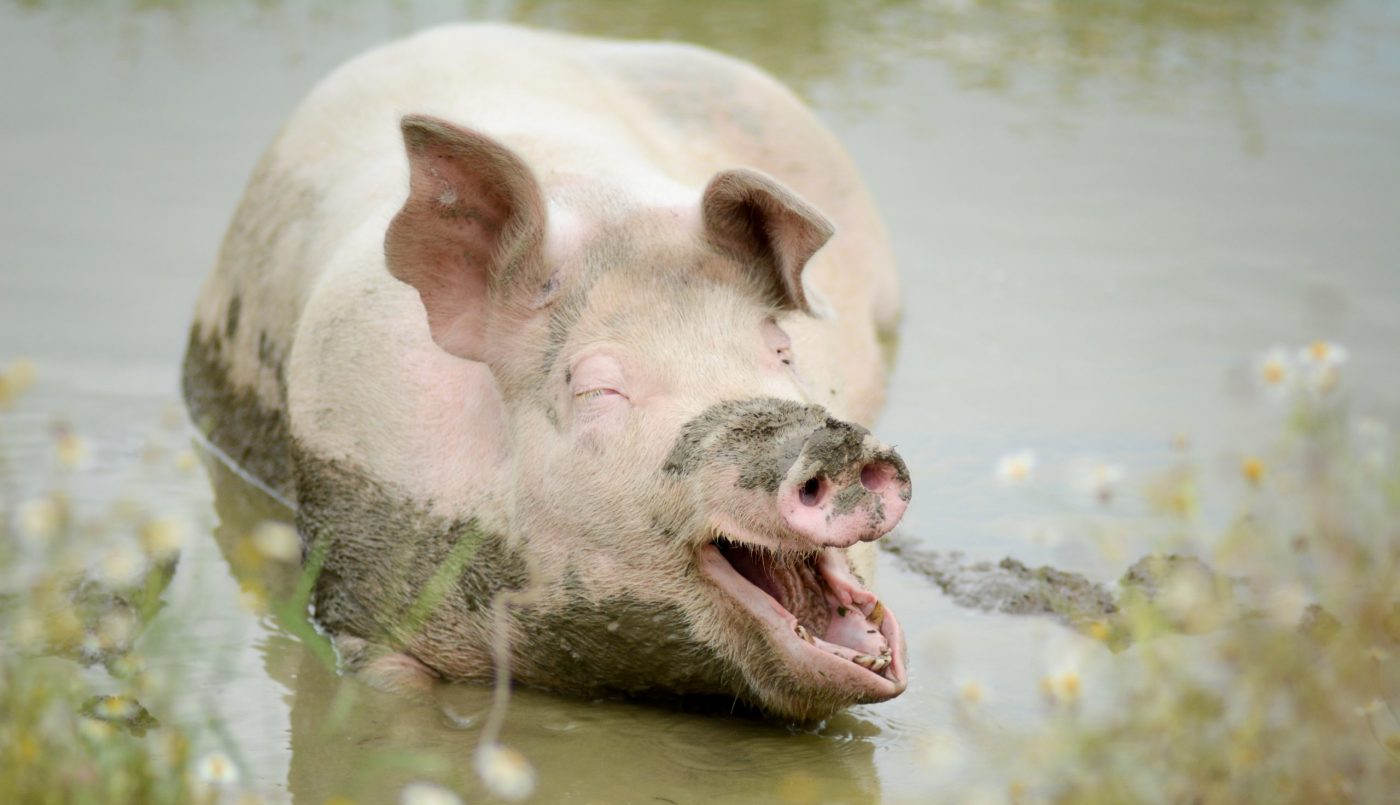Mia pig in the mud at Farm Sanctuary