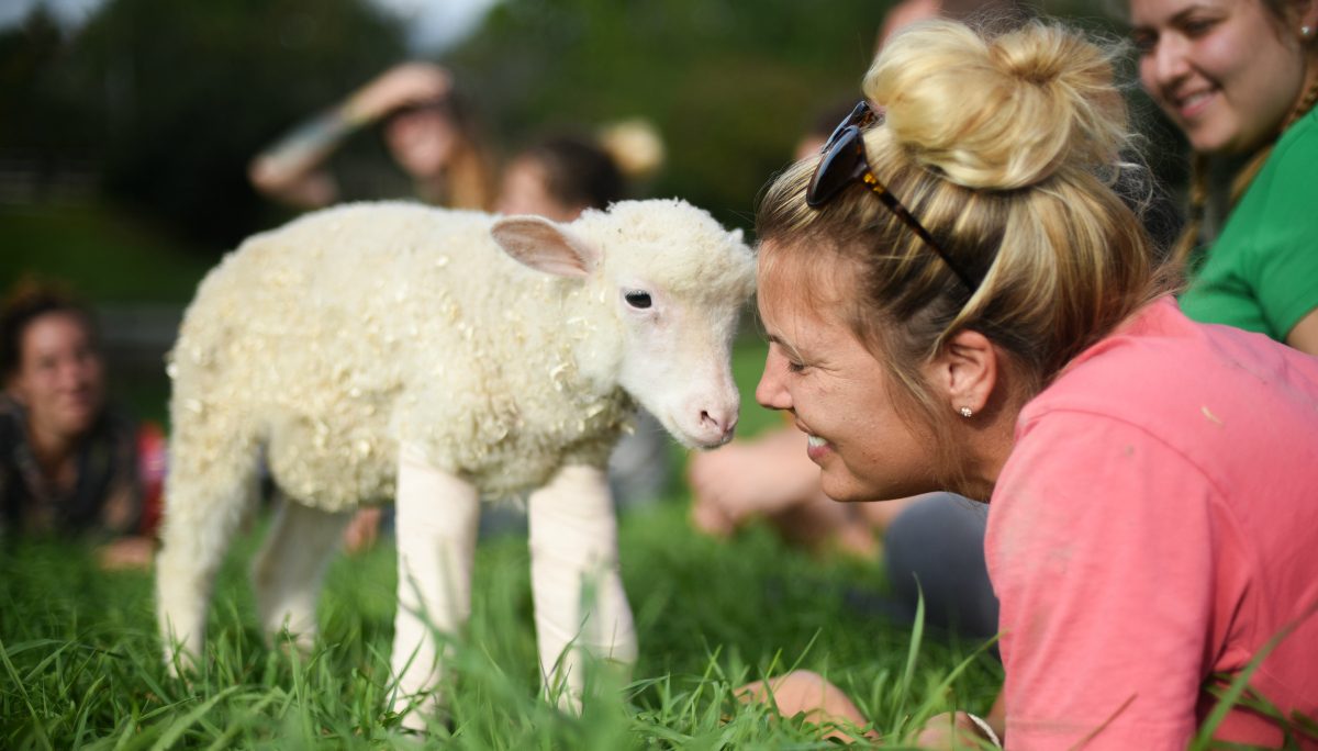 Baby lamb touching foreheads with a smiling woman