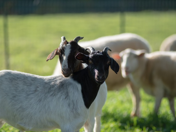 Reiman and Taylor goats at Farm Sanctuary