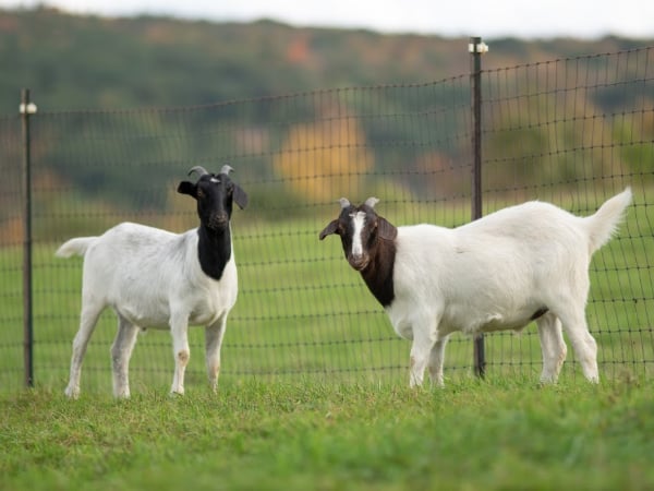 Taylor and Reiman goats