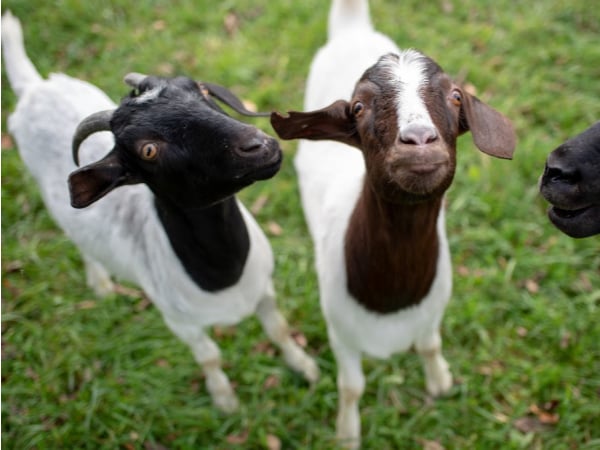 Taylor and Reiman goats