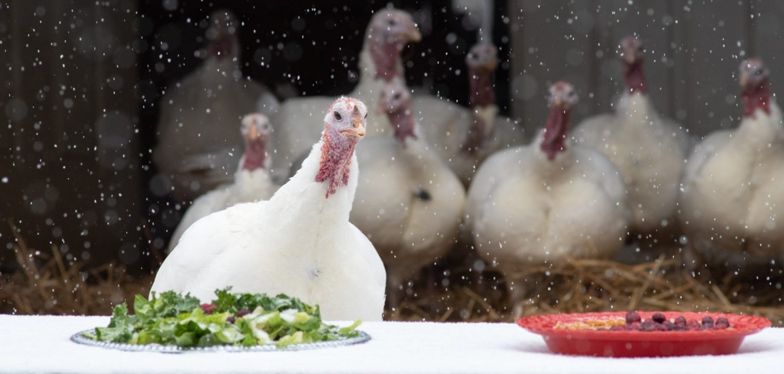 Rescued turkeys enjoying a celebratory feast