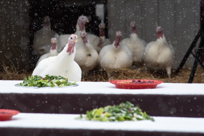 Farm Sanctuary Celebration for the Turkeys