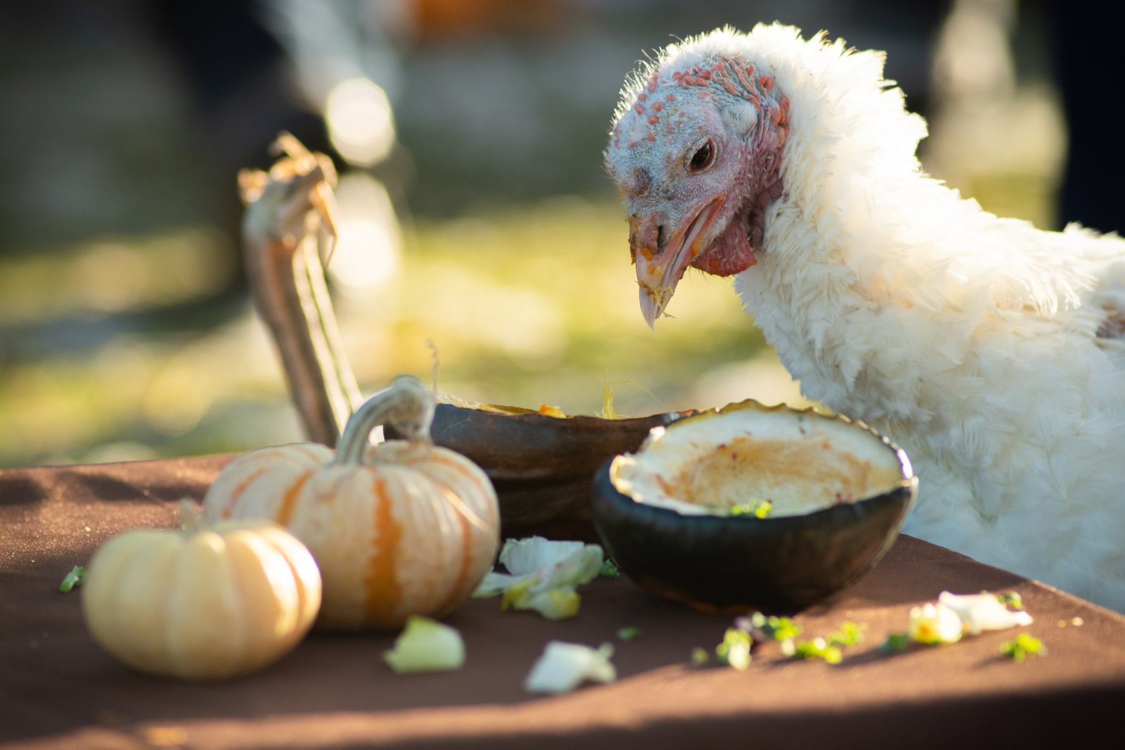 White turkey enjoys squash at Farm Sanctuary