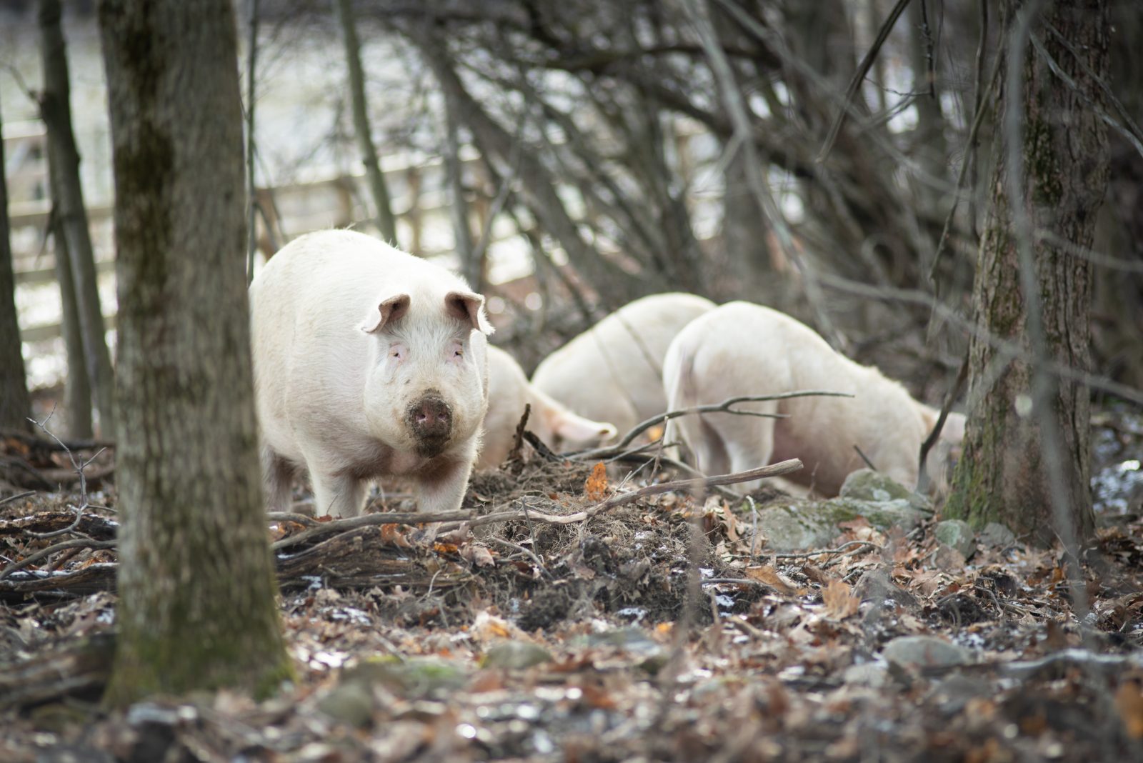 Mia pig and her children in the woods at Farm Sanctuary