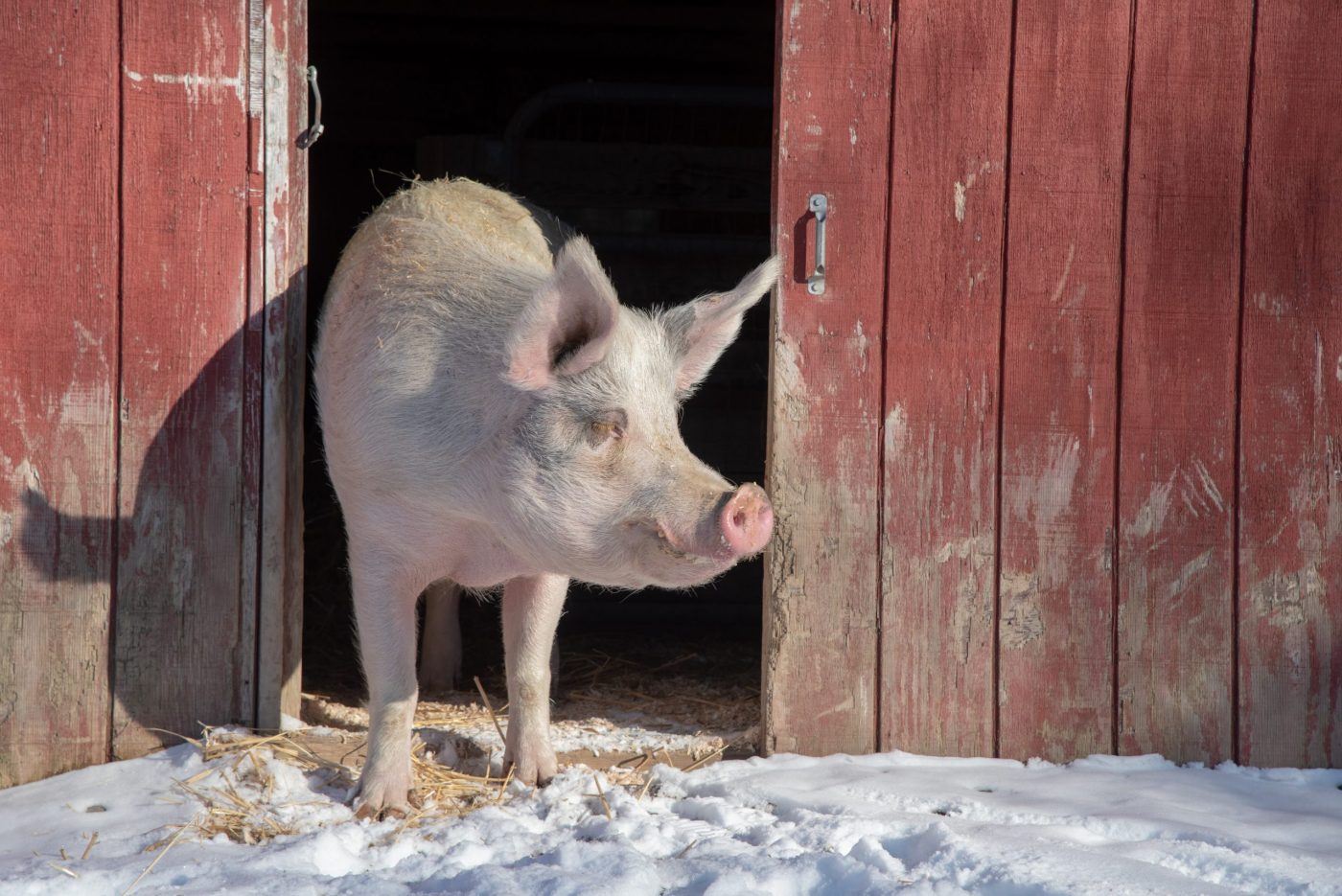 Rory pig at Farm Sanctuary