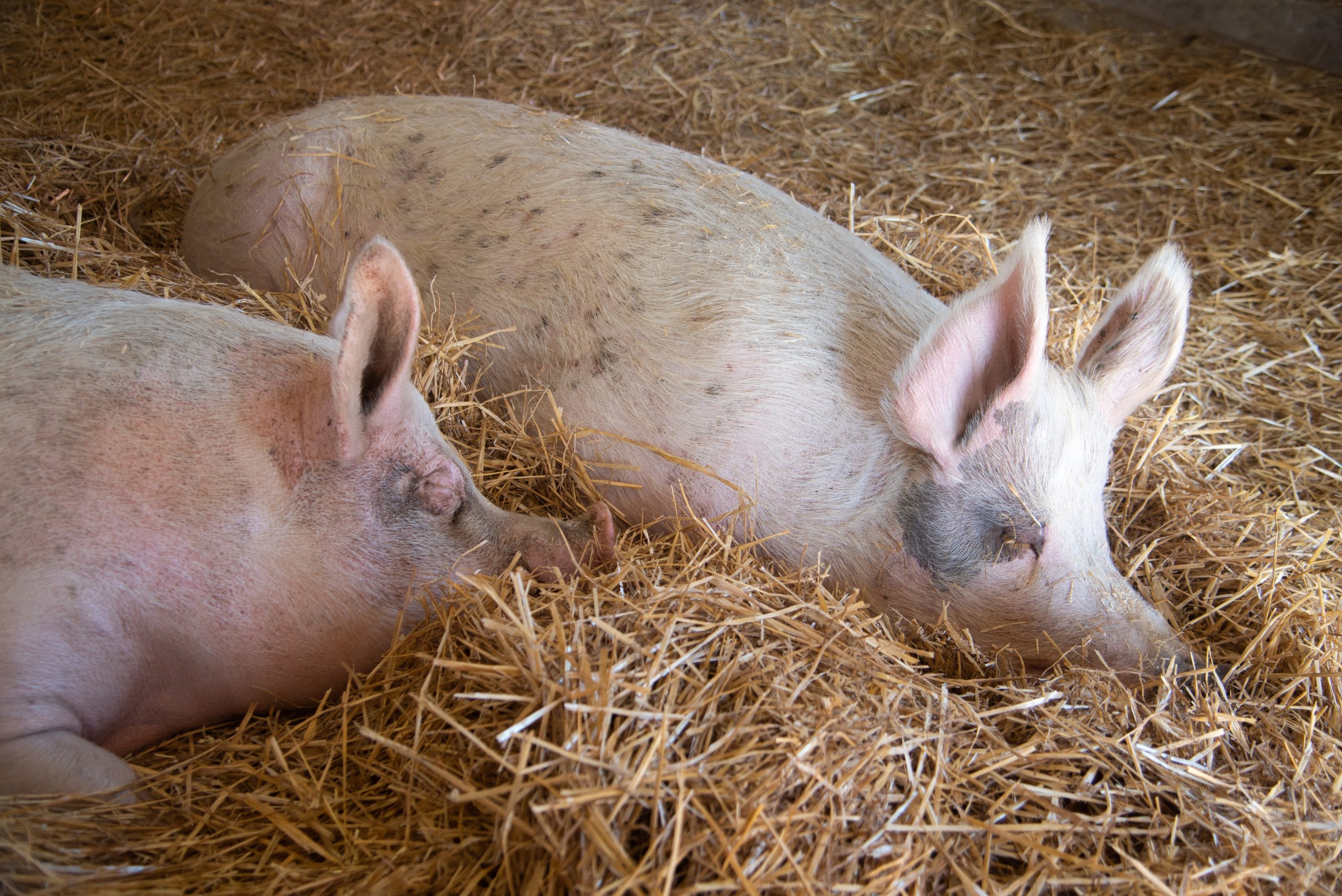 Eric and Rory pigs at Farm Sanctuary