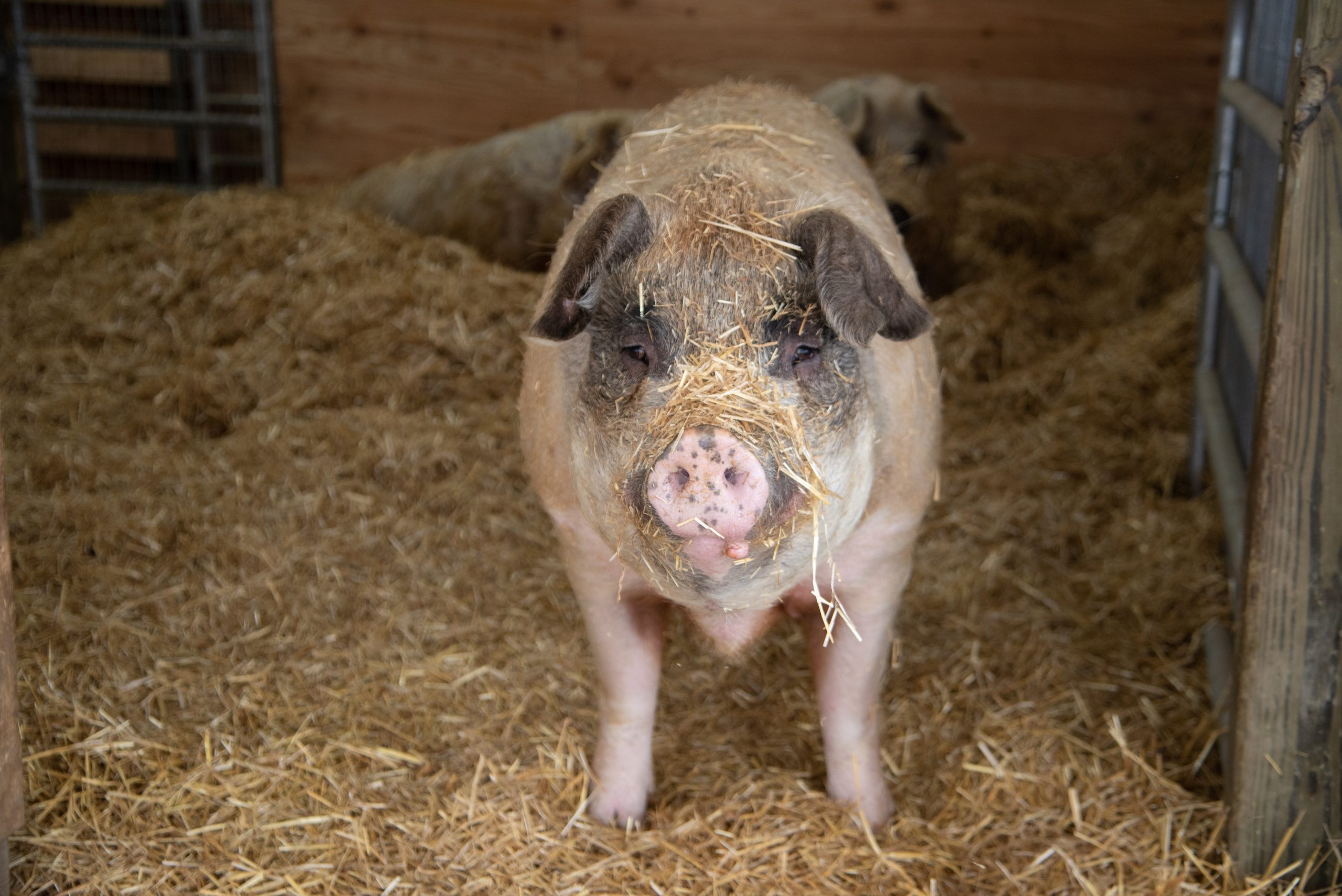 Betty pig at Farm Sanctuary