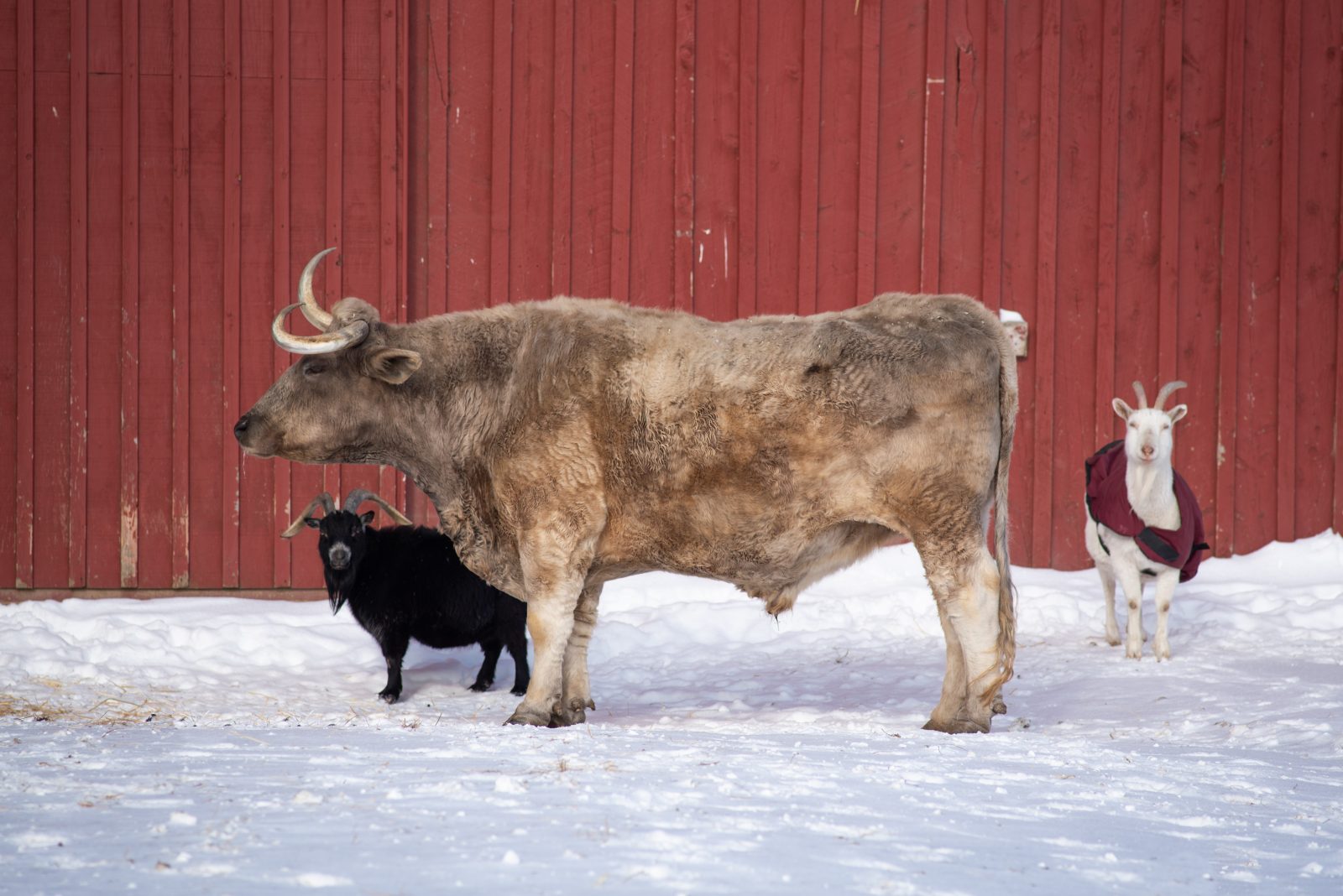 Wilson goat and Isaac steer in the snow at Farm Sanctuary