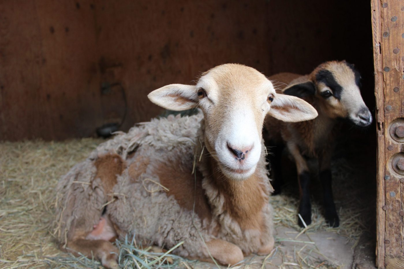 Katie sheep mother and Maple lamb at Farm Sanctuary