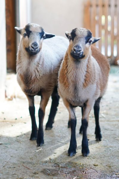 Josie and Maple at Farm Sanctuary