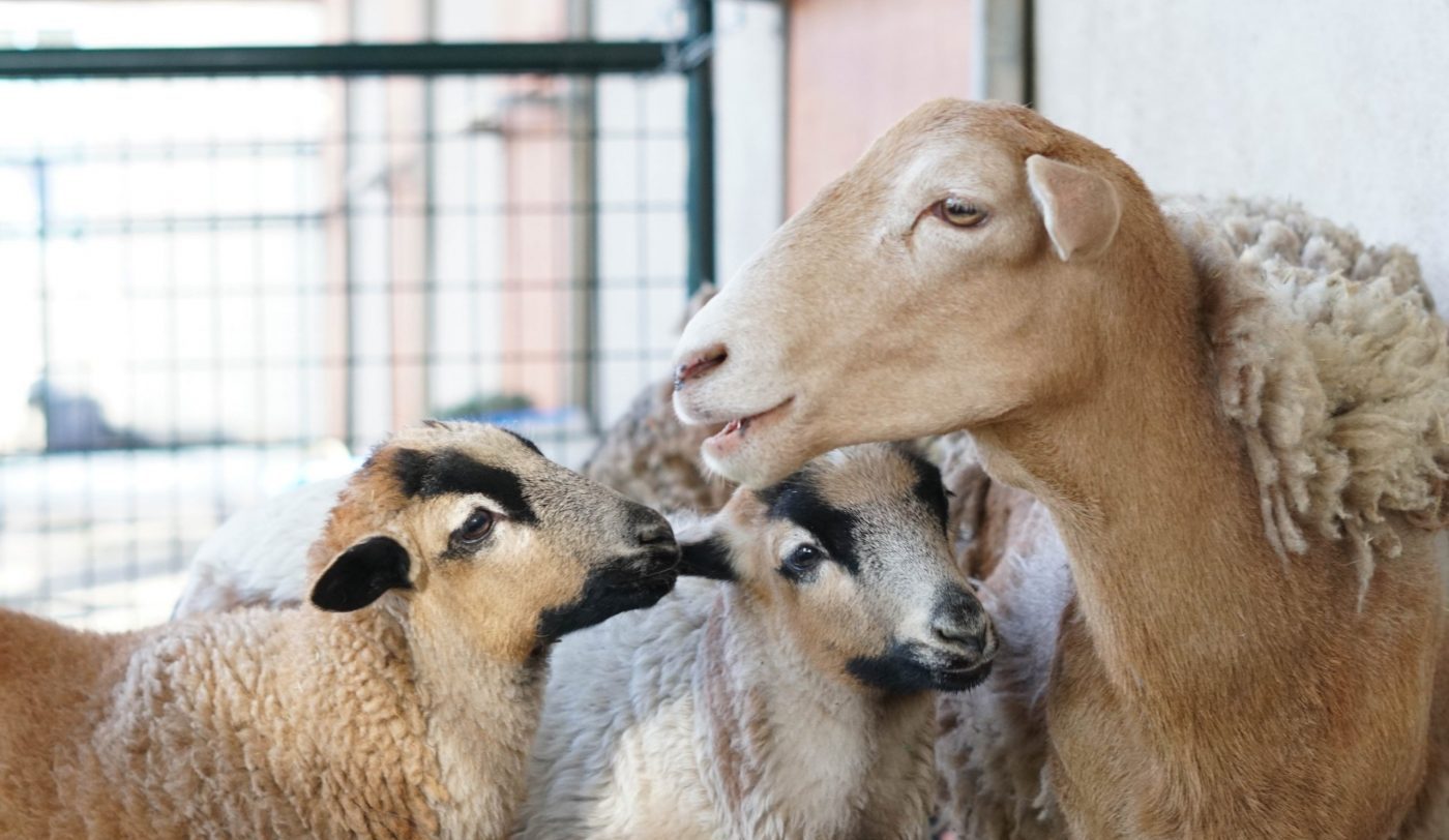 Katie, the mother sheep, with lambs Maple and Josie