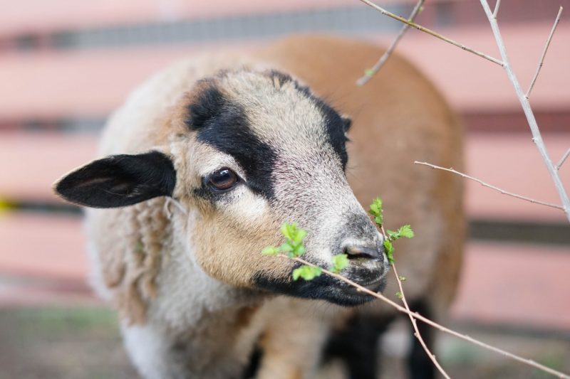 Vertical explainer photo 1 - Maple lamb