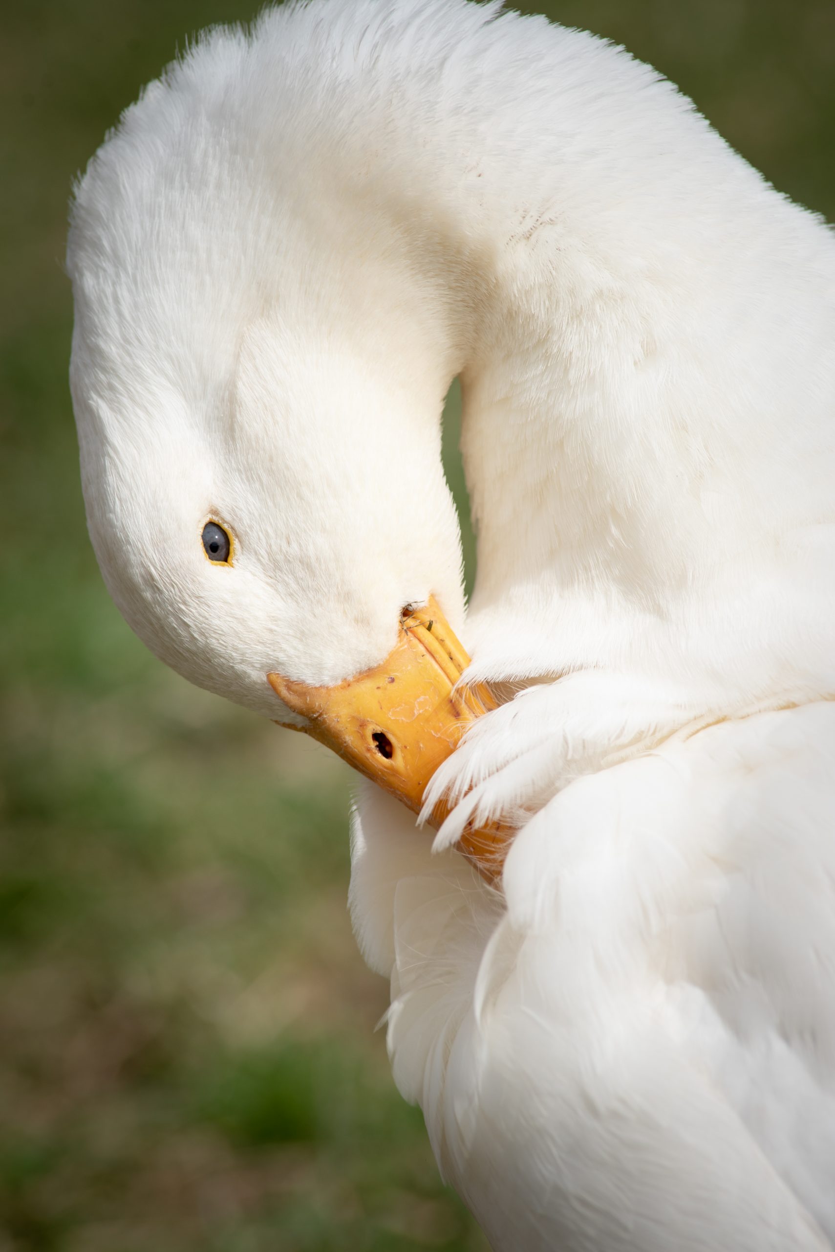 Ditto Duck at Farm Sanctuary's New York shelter