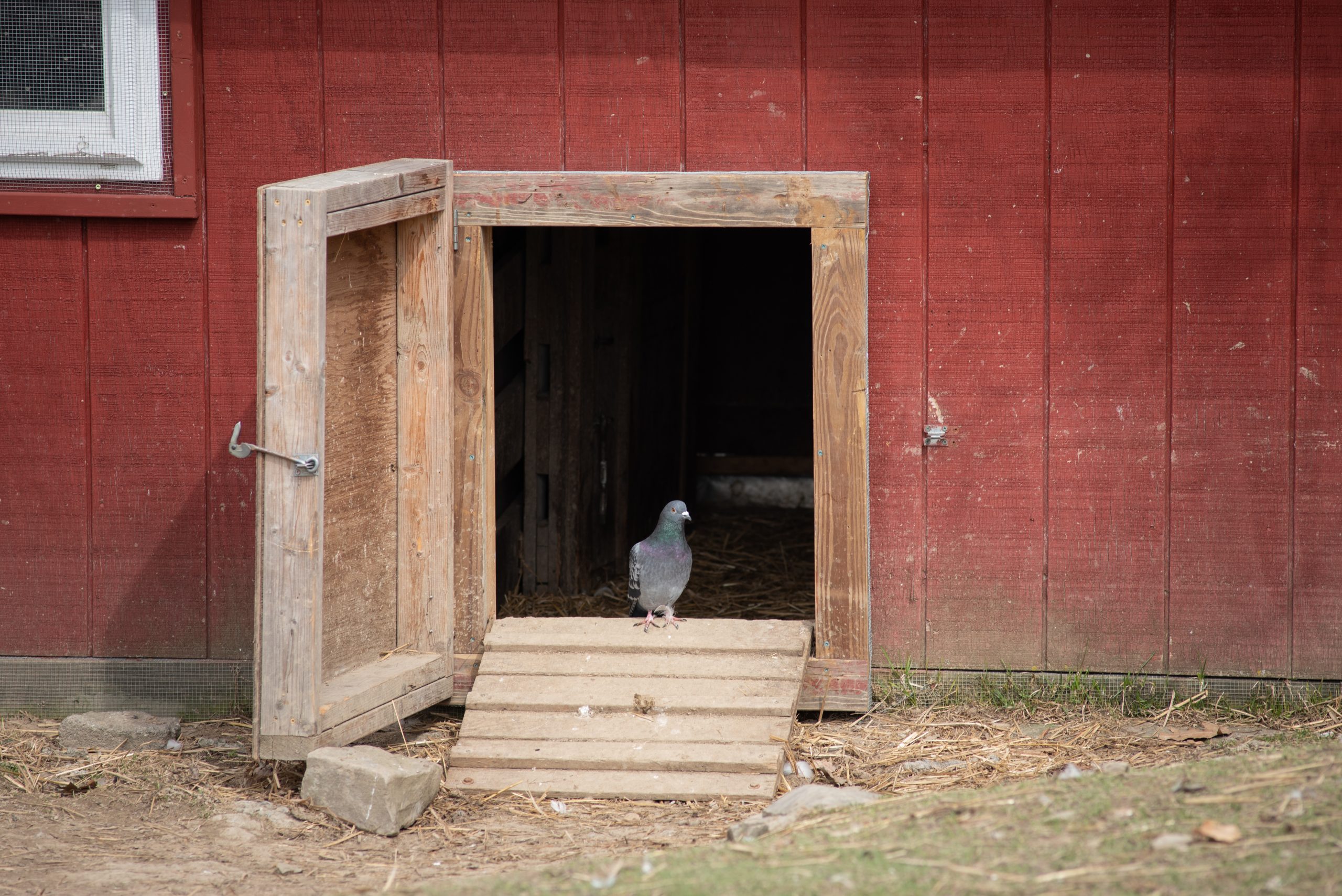 Pigeon at the barn