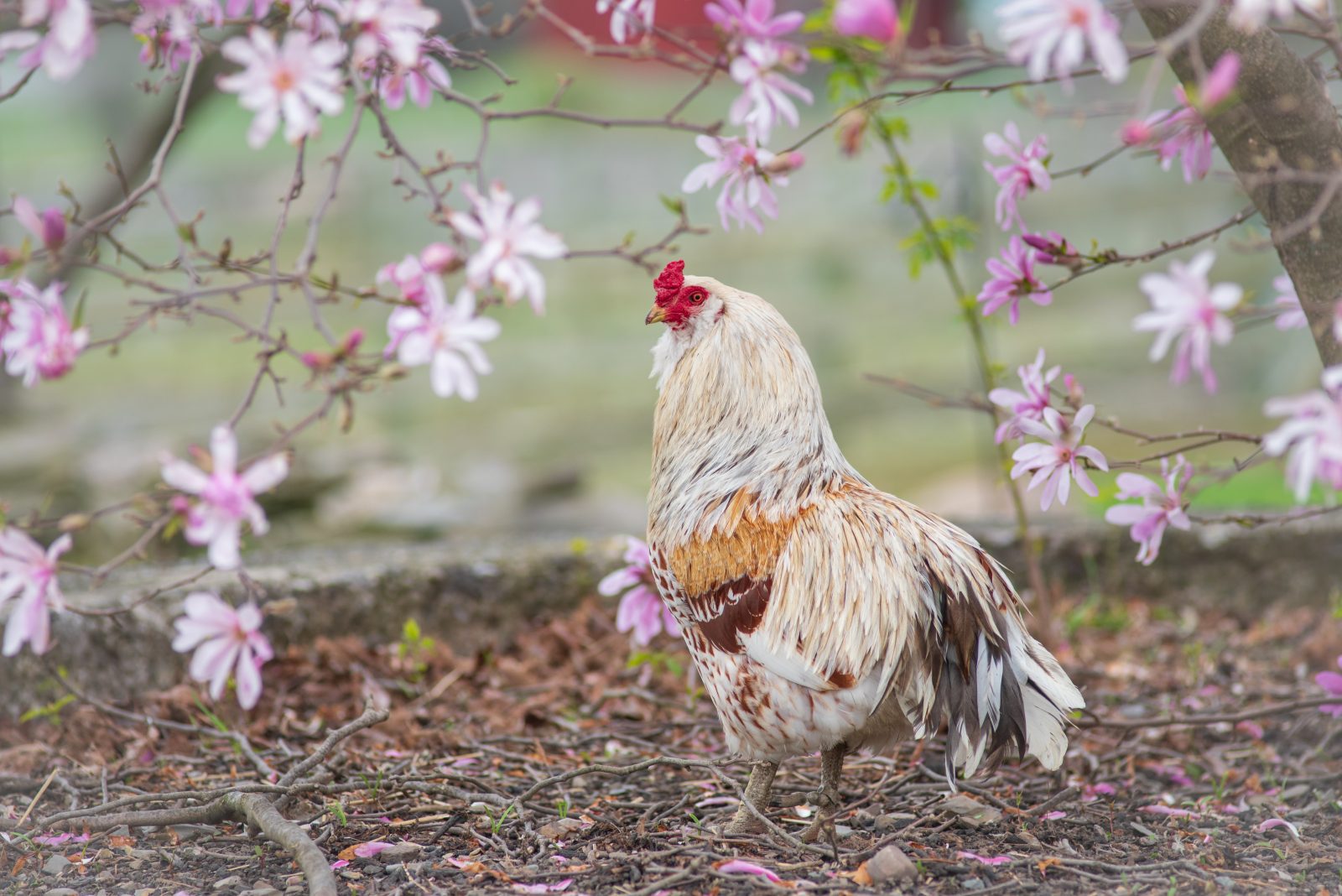 Norm rooster enjoys the flowers at Farm Sanctuary