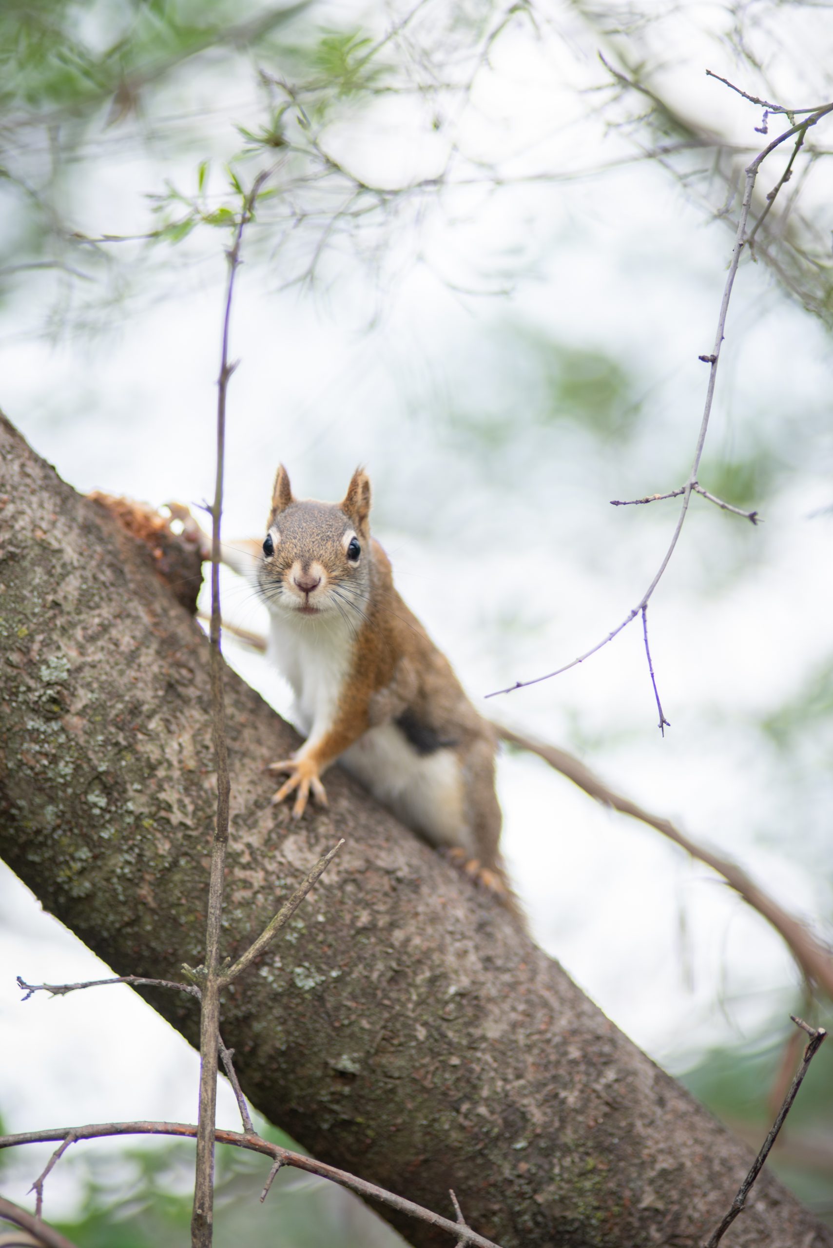 A red squirrel studies the photographer from a tree at Sanctuary