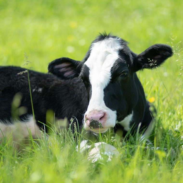 Peggy cow at Farm Sanctuary.