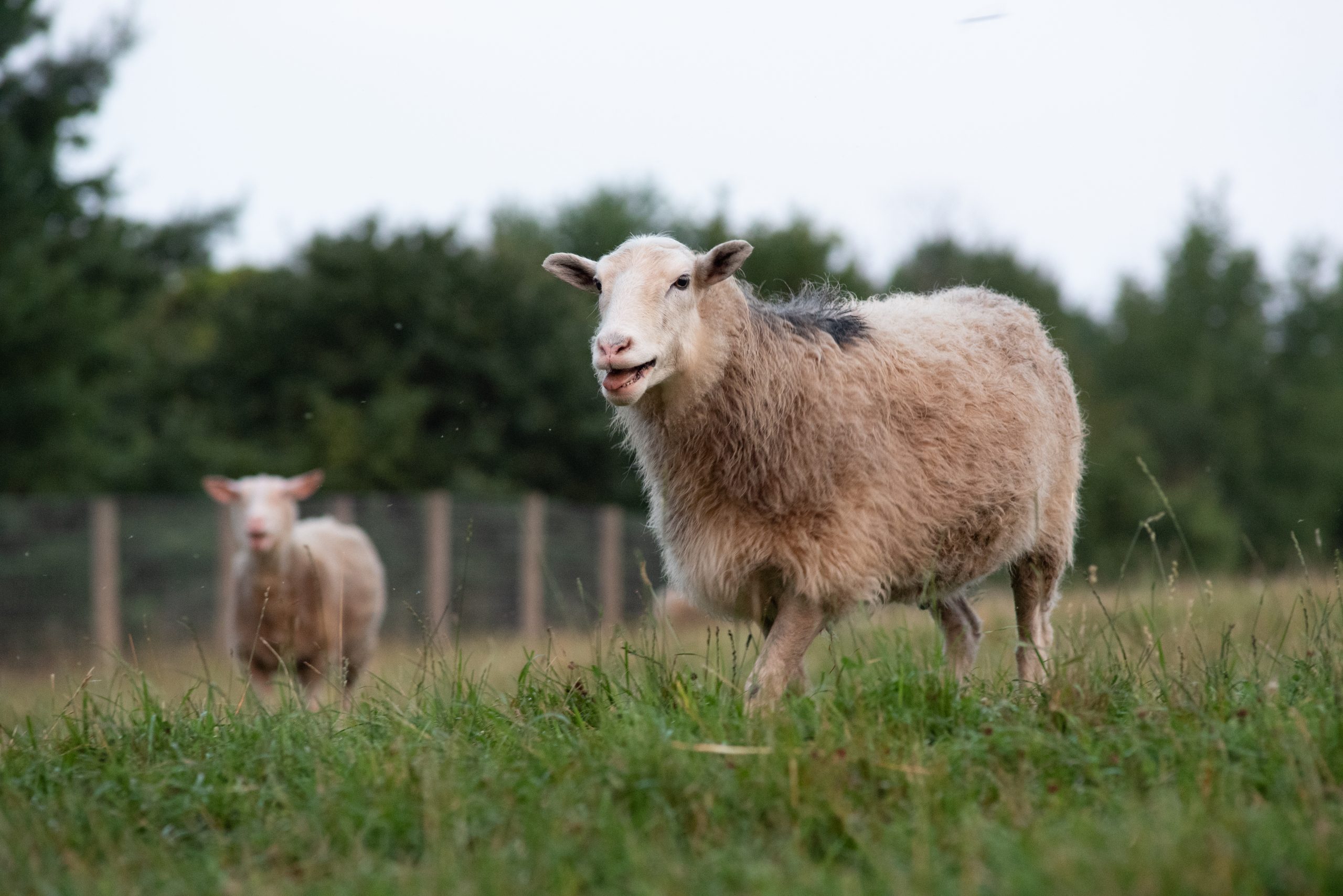 Adriano Sheep at Farm Sanctuary