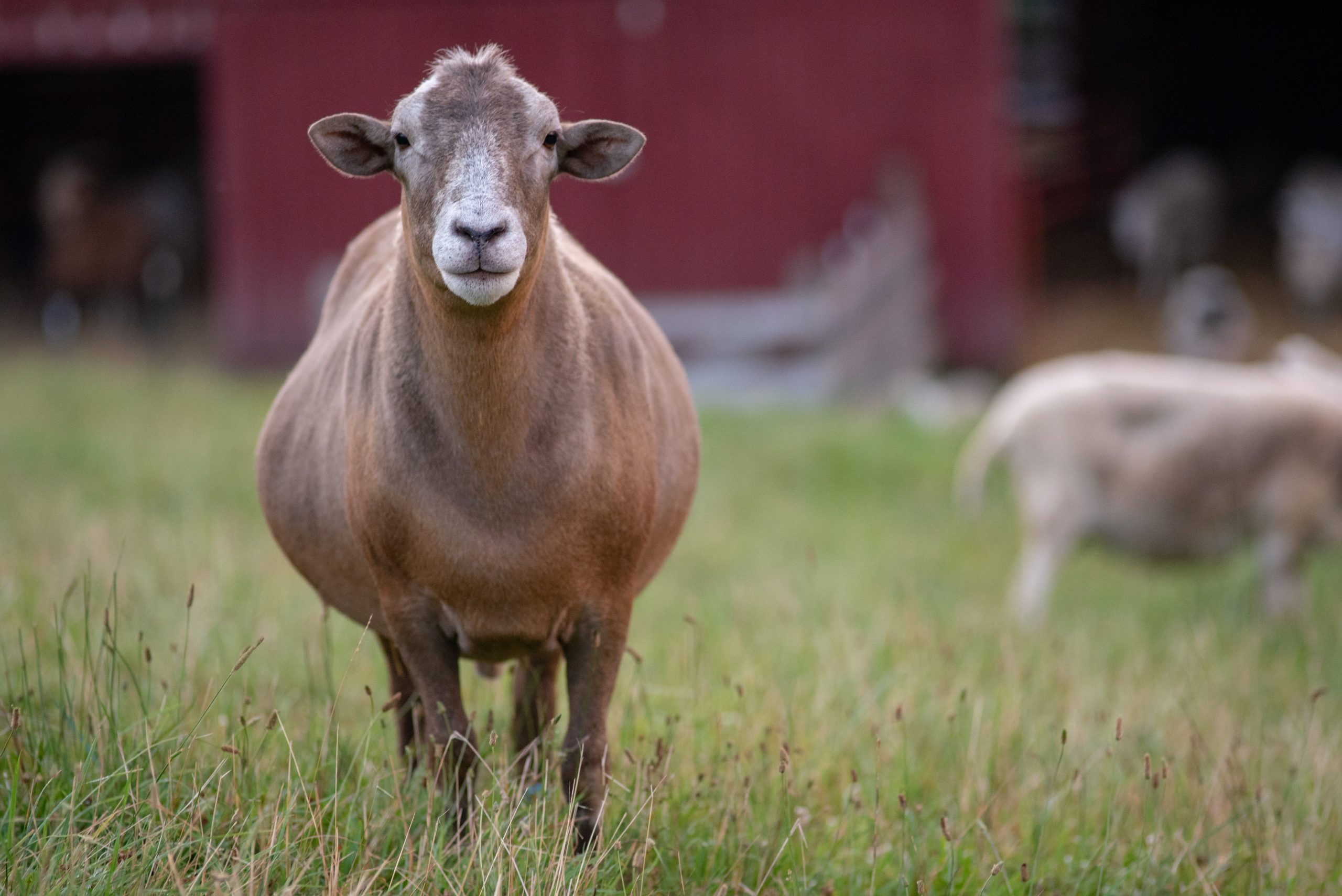 Gomax sheep at Farm Sanctuary