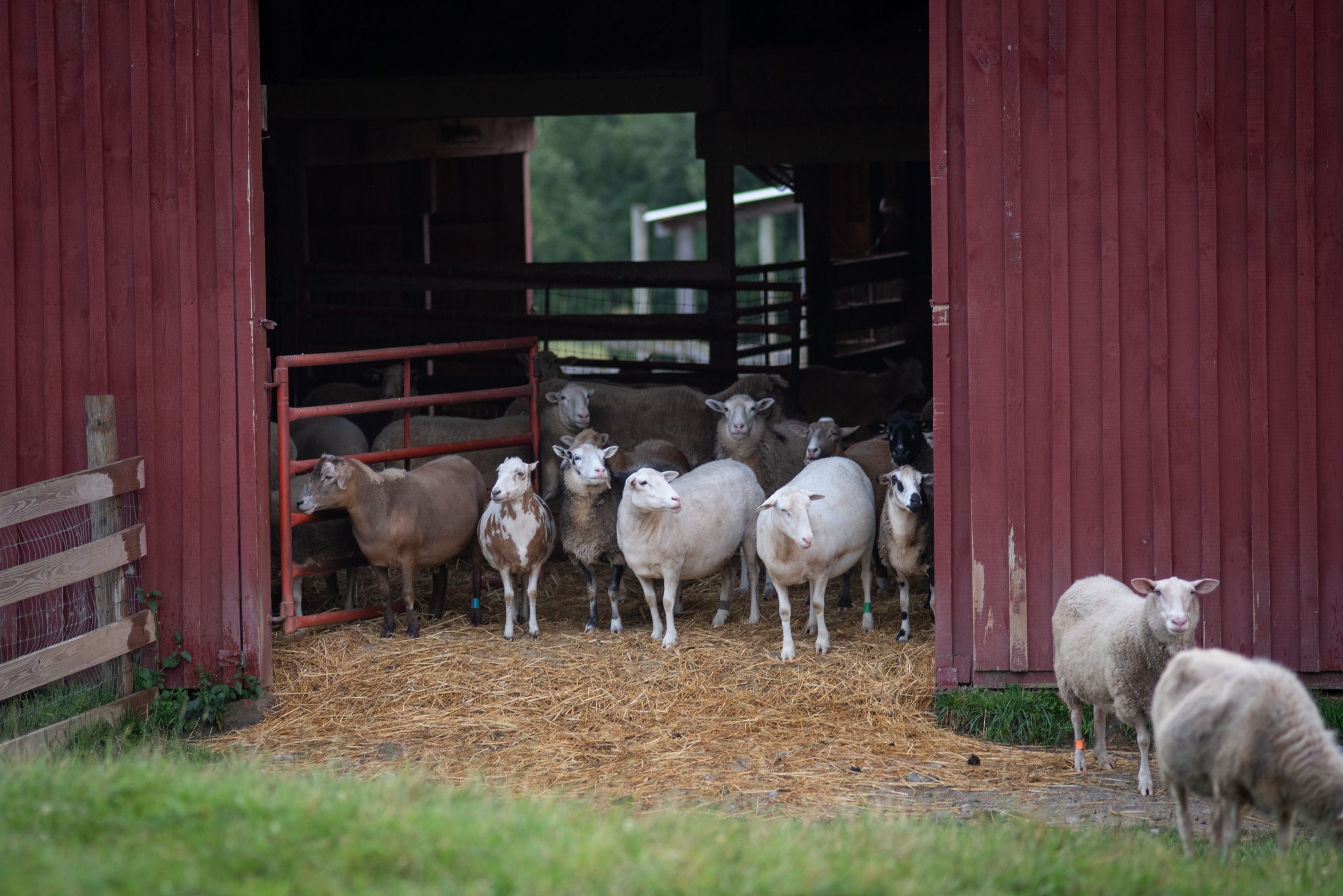 Vertical explainer photo 2 - Sheep standing in the barn doorway at Farm Sanctuary