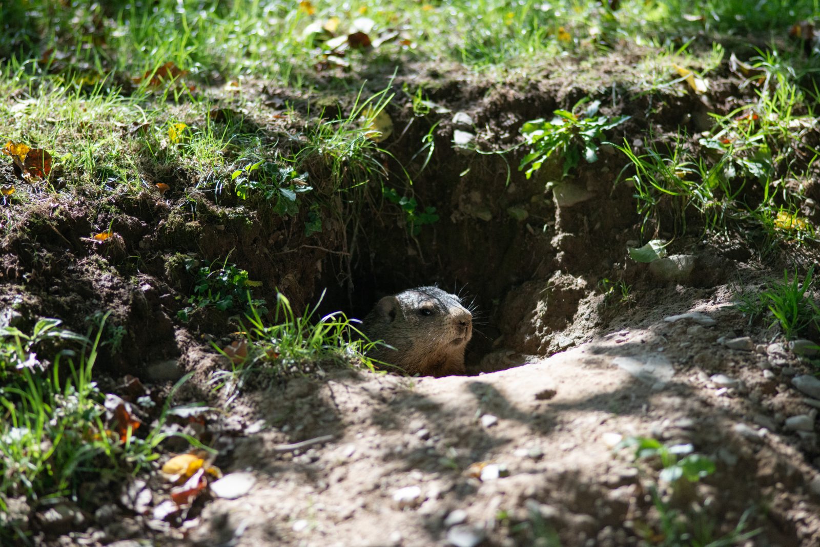 Groundhog at Farm Sanctuary