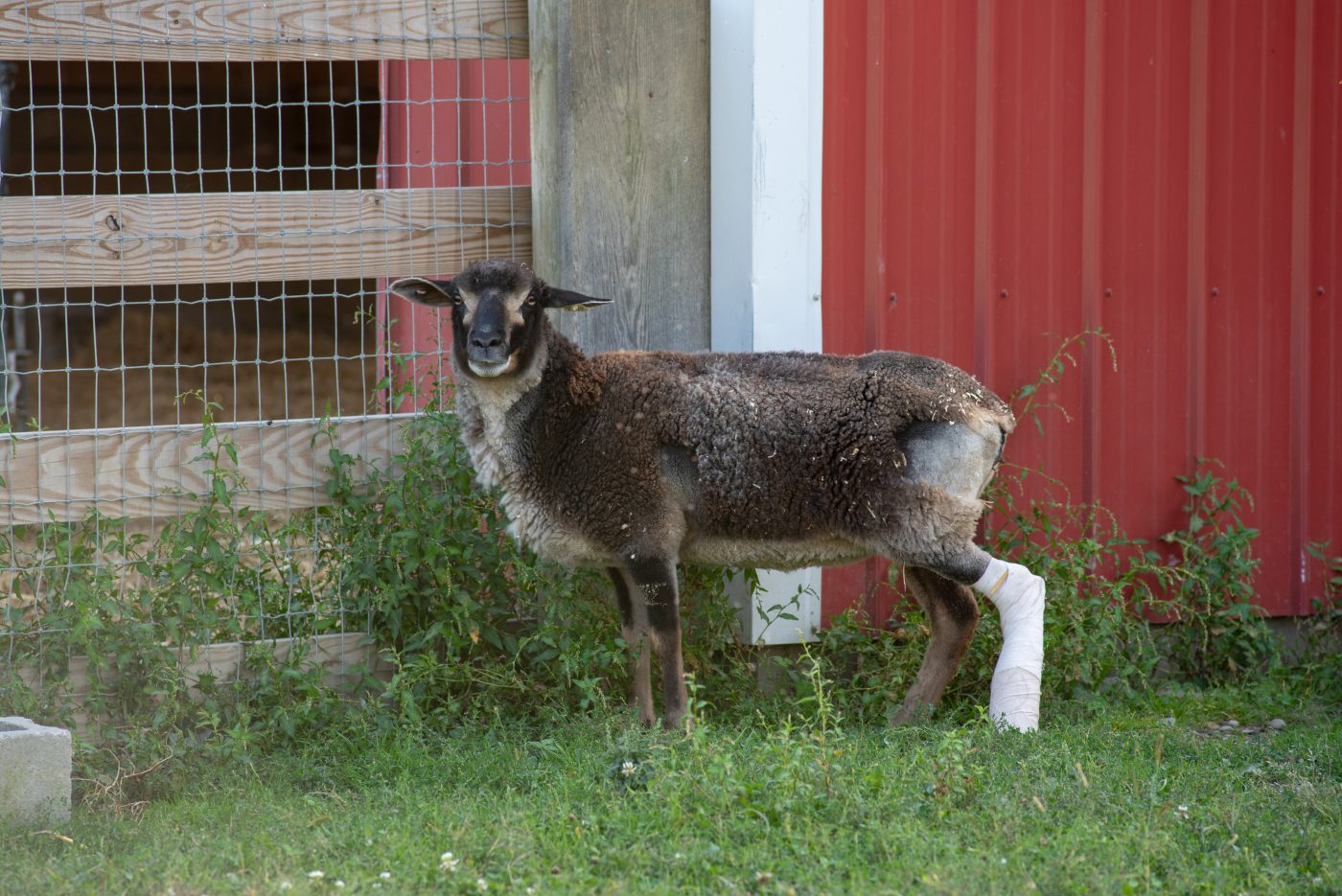 Holly Sheep at Farm Sanctuary