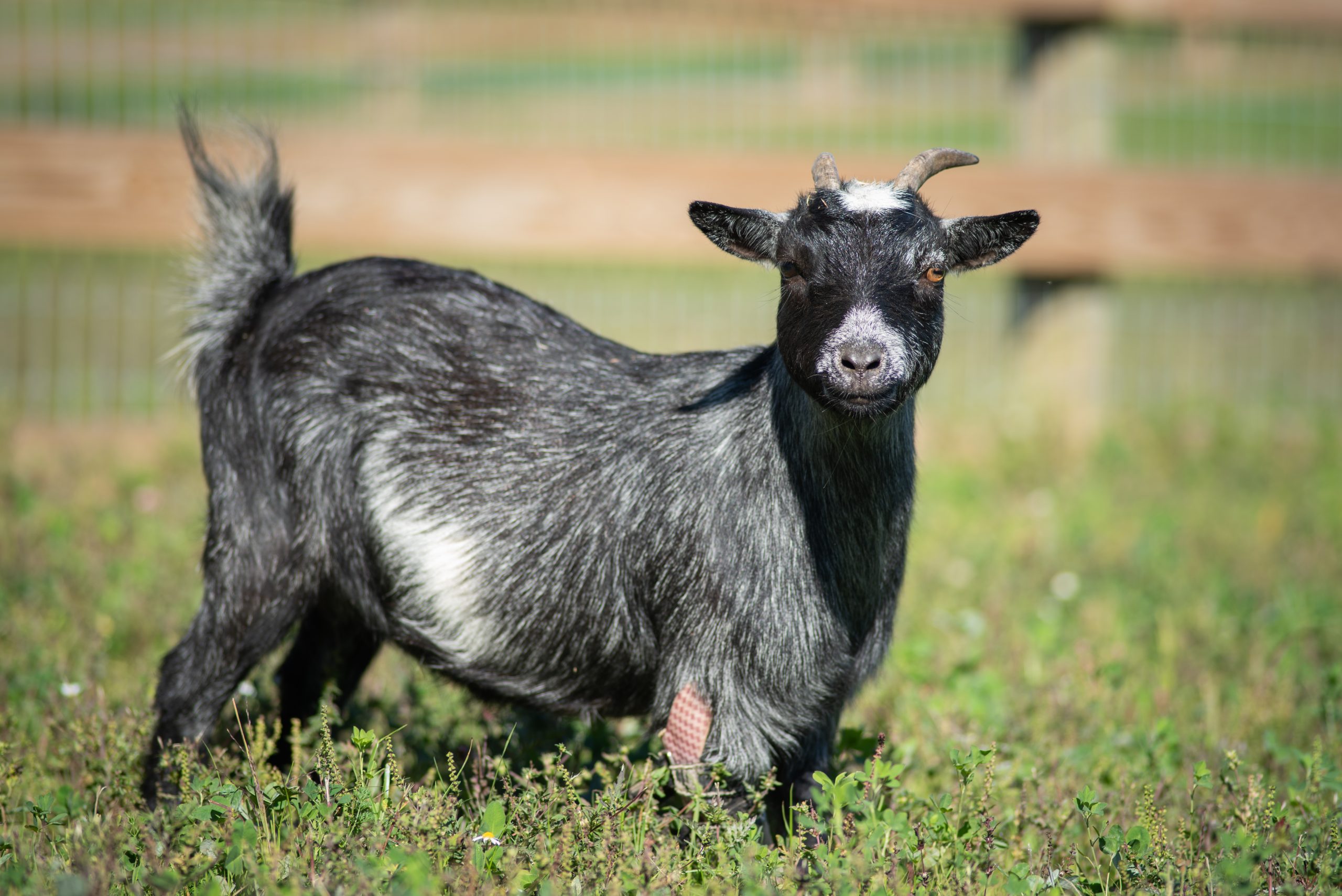Josie-Mae Goat at Farm Sanctuary's New York shelter