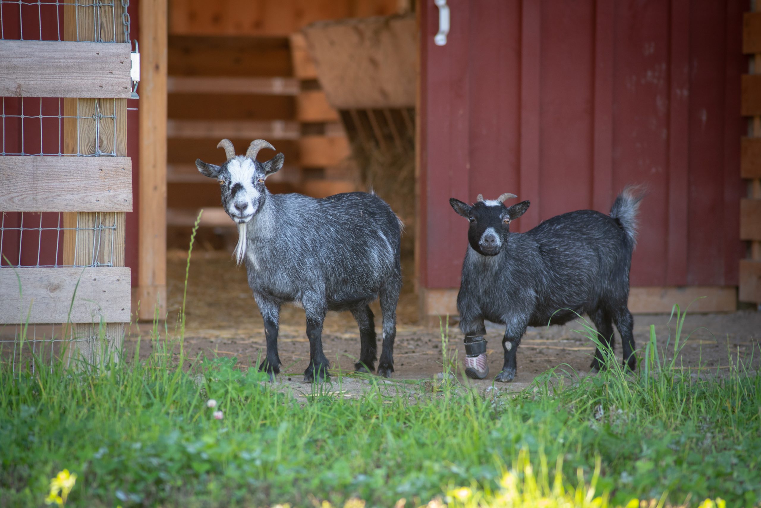 Josie-Mae and Willow Goats at Farm Sanctuary's New York shelter