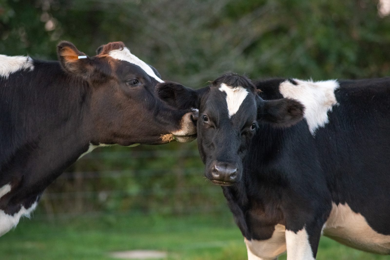 Snickers cow kisses Michael Morgan steer at Farm Sanctuary's New York shelter
