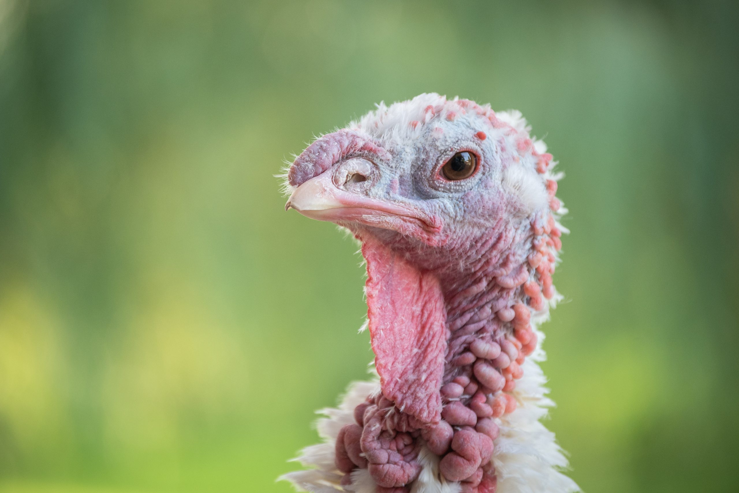 Anna turkey at Farm Sanctuary