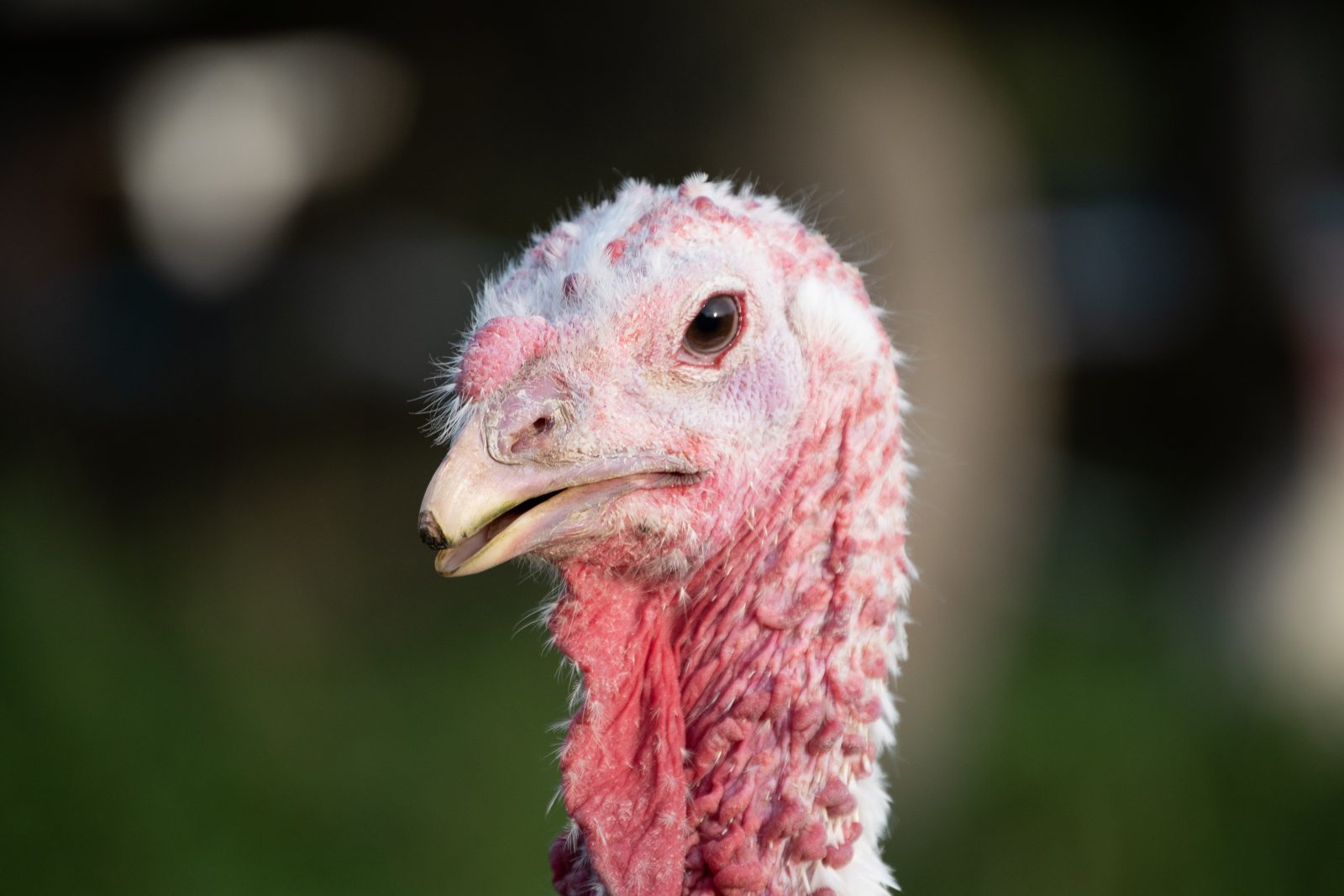 Perdita turkey at Farm Sanctuary