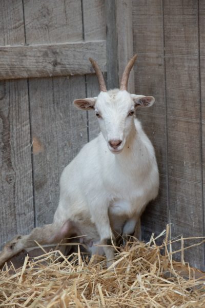 Sadie at Farm Sanctuary