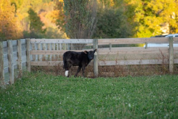 Rita at Farm Sanctuary with her prosthetic