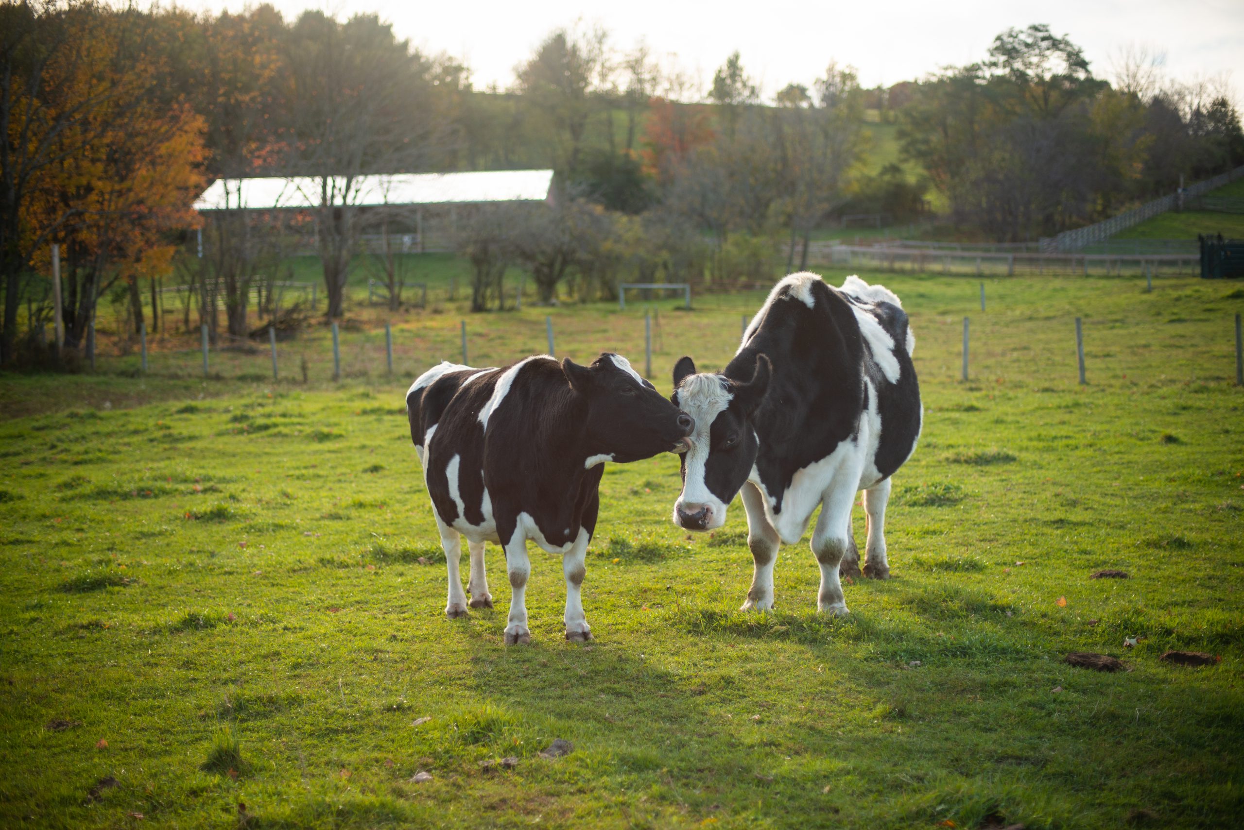 Diane Cow and Jay Steer at Farm Sanctuary's New York shelter