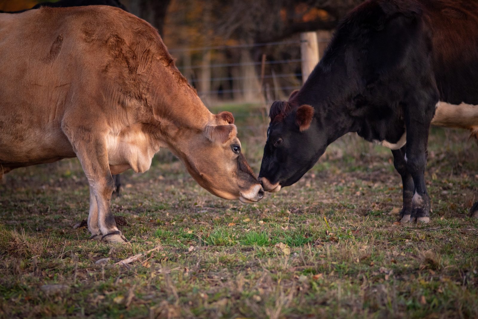 Cashew and Jerome steer touch noses at Farm Sanctuary
