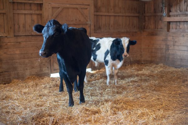 Ebony and Ivory at Farm Sanctuary