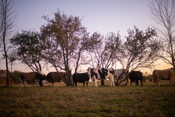 Rescued cows at Farm Sanctuary on pasture at sunset