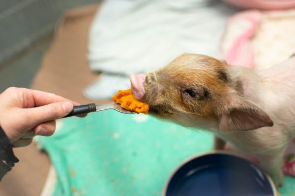 George eating at Farm Sanctuary