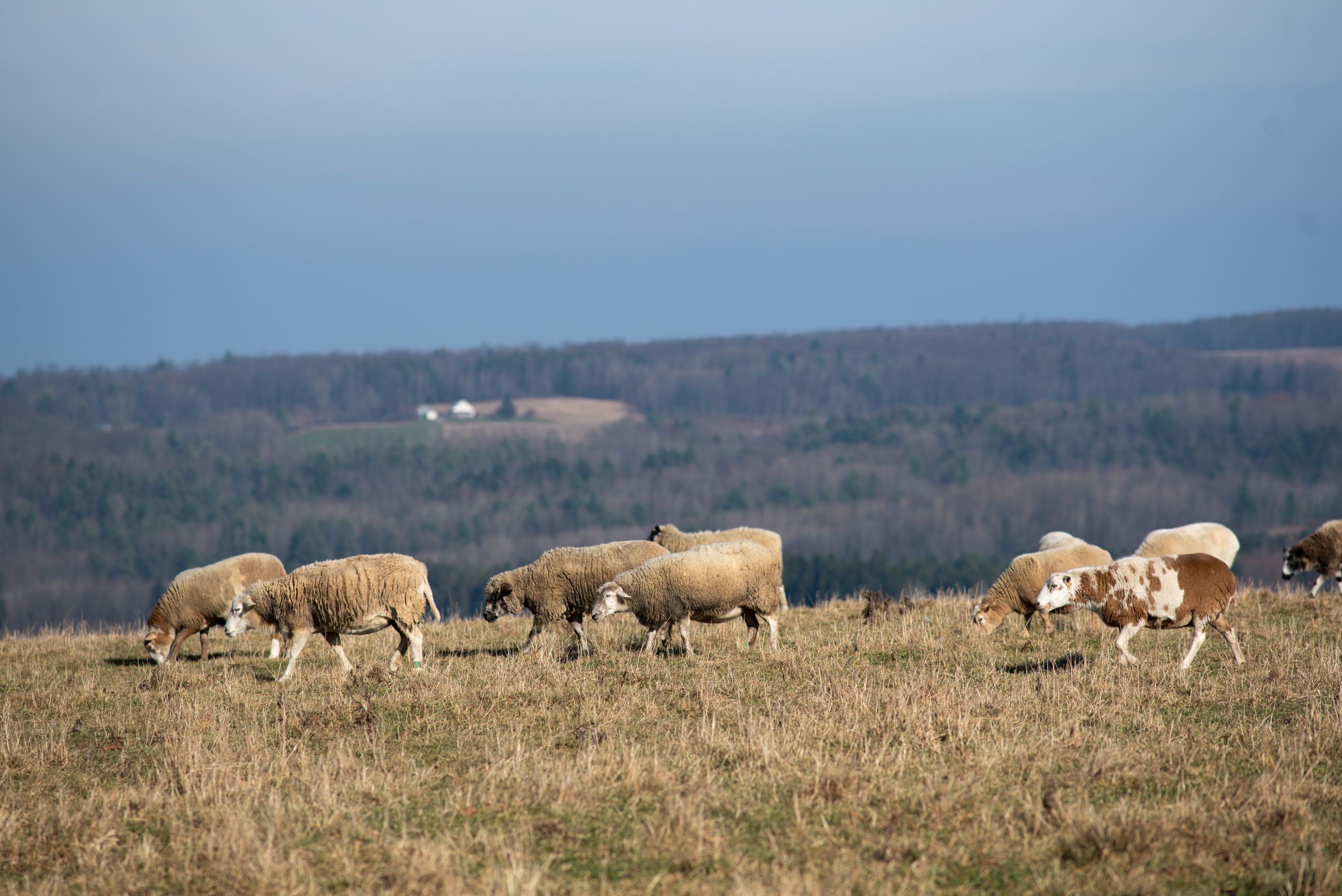 Sheep herd at Farm Sanctuary