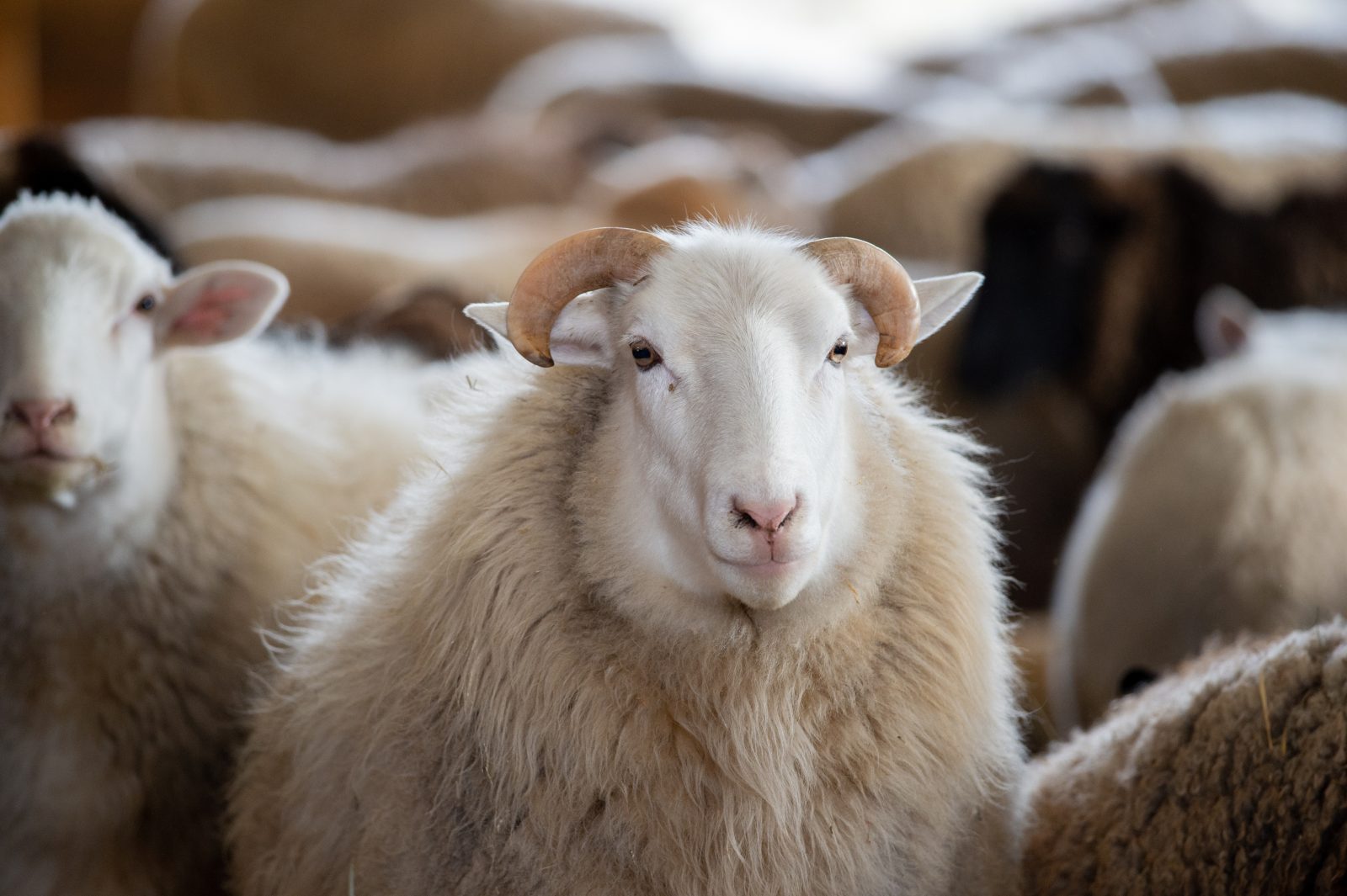 Ash sheep at Farm Sanctuary