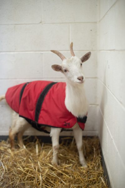 Sadie in her goat coat at Farm Sanctuary