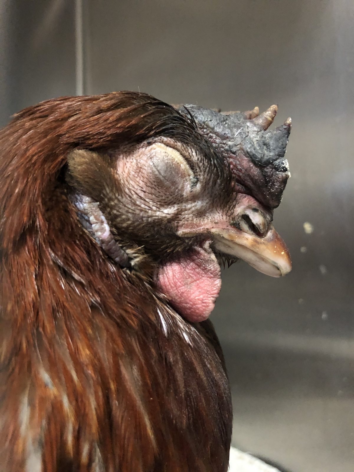 Sad Hen Recovering at Farm Sanctuary