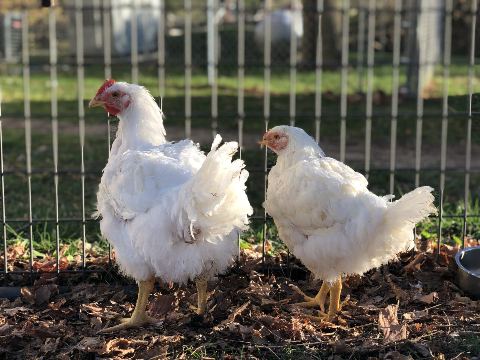 Tilly and Nilly at Farm Sanctuary