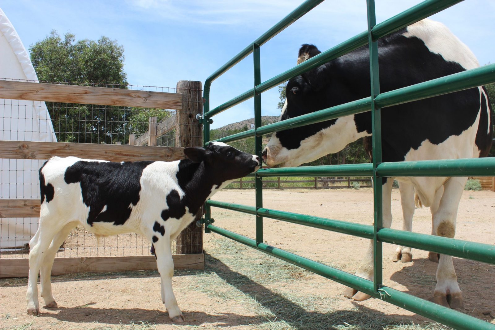 Dixon calf touches noses with Safran steer through a green fence