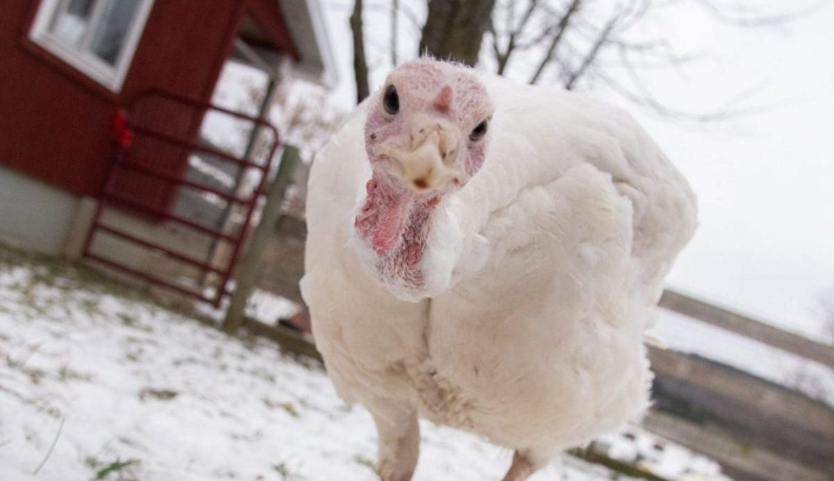 Tutu turkey in winter
